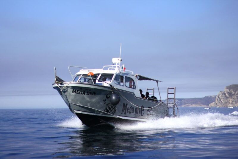 sesimbra-dolphin-watching-with-a-marine-biologist