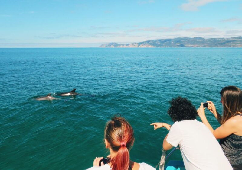 setubal-dolphin-watching-tour