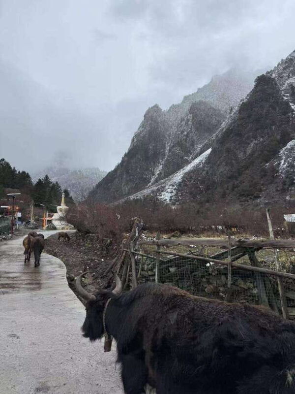 shangri-la-meili-snow-mountain-and-yubeng-village-trek