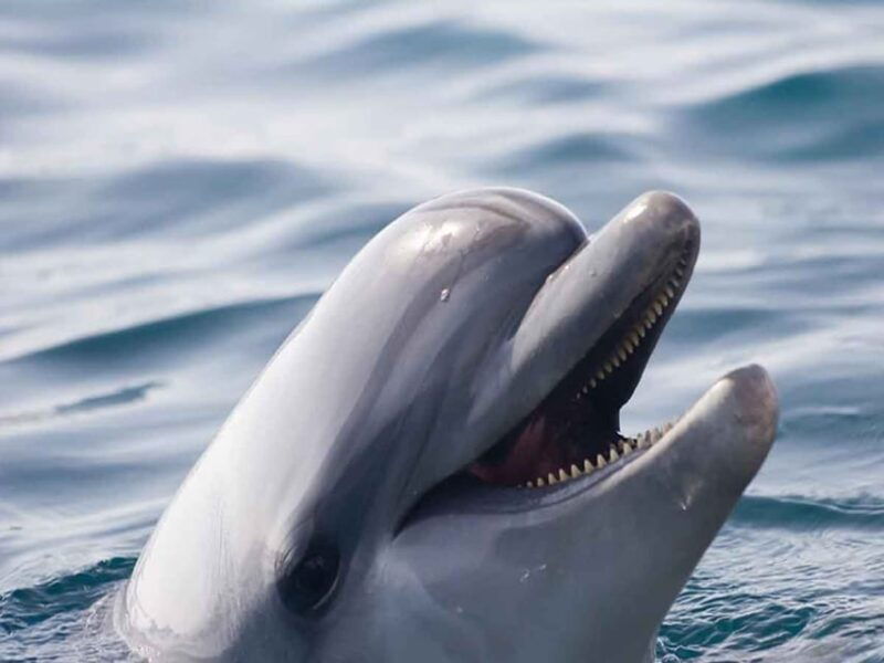 side-dolphin-island-boat-tour-lunch-sotf-drinks-swimming