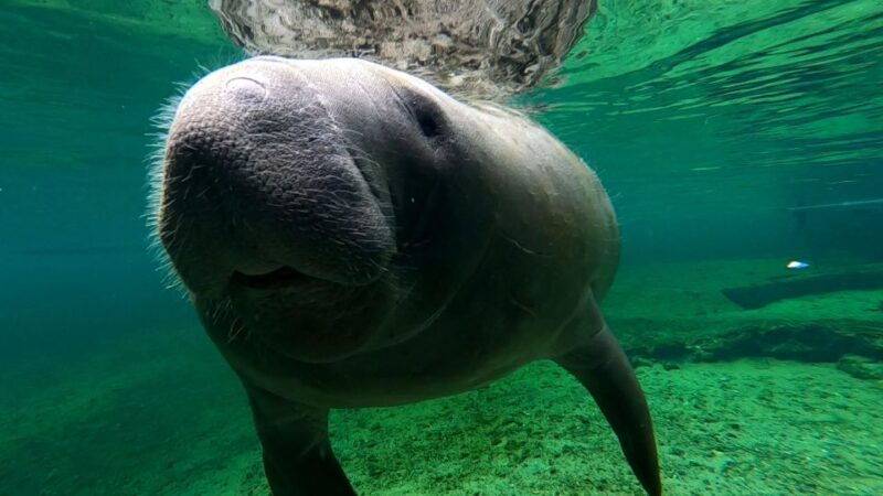 silver-springs-manatee-kayaking-tour
