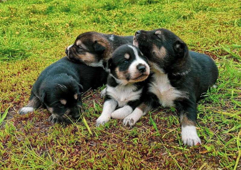 skagway-yukon-dog-mushing-sightseeing-tour-2