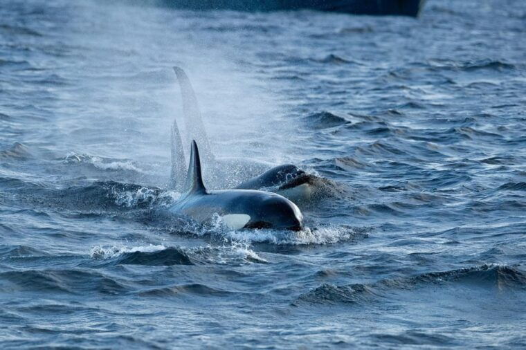 skjervoy-orca-and-whale-watching-comfort-heated-boat-trip