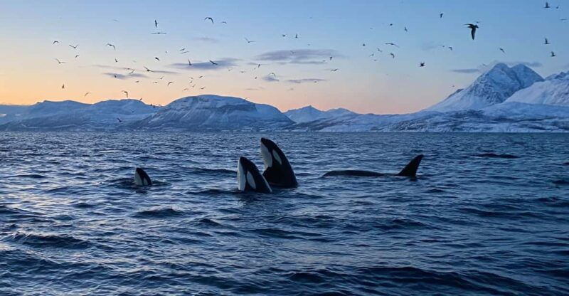 skjervoy-whale-and-orca-watching-tour-by-rib-boat