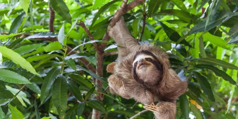 sloth-search-2