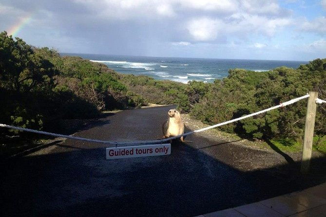 Small Group Kangaroo Island Tour - Seal Bay - Physical Demands and Suitability