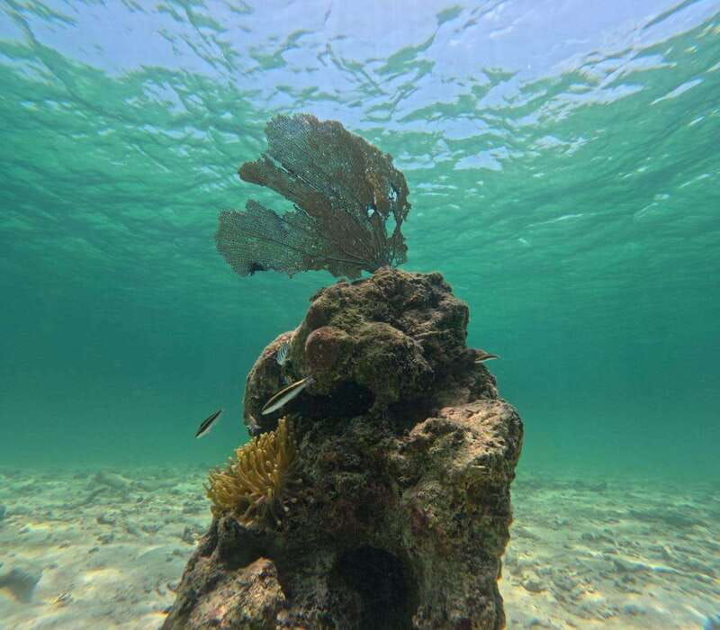 snorkel-in-tulum-reef-boat-ride-and-caleta
