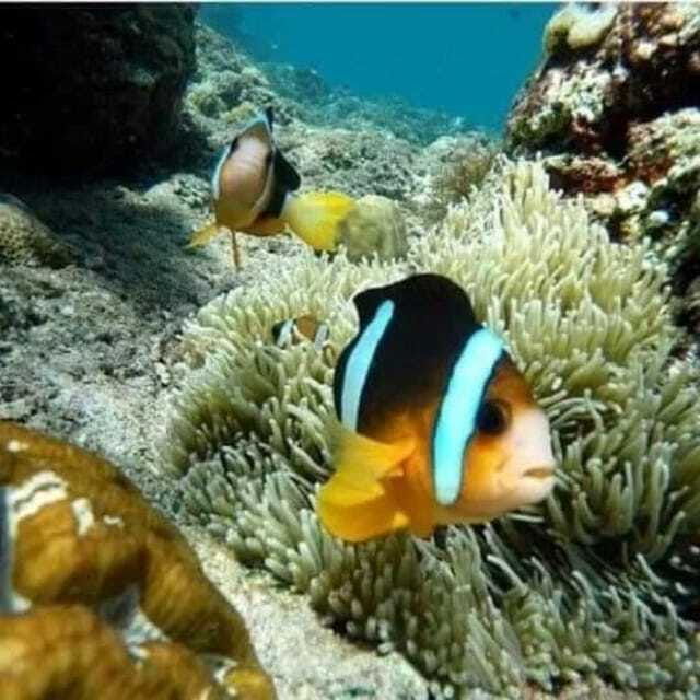 snorkeling-at-bluelagoon-spot