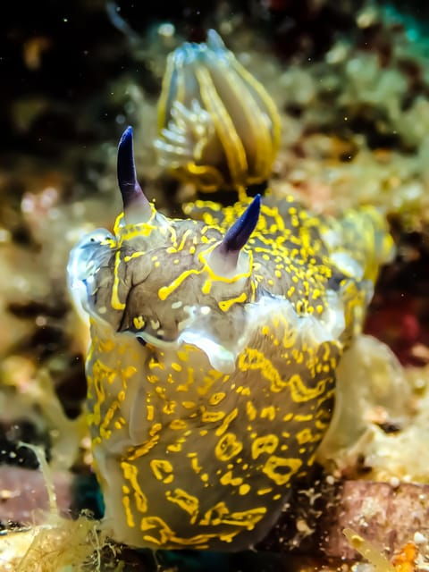 snorkeling-for-beginners-in-crystal-clear-sea-of-halkidiki