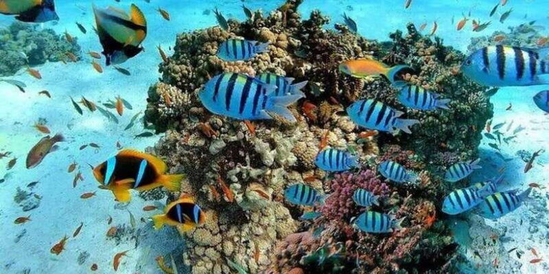 snorkeling-in-port-city