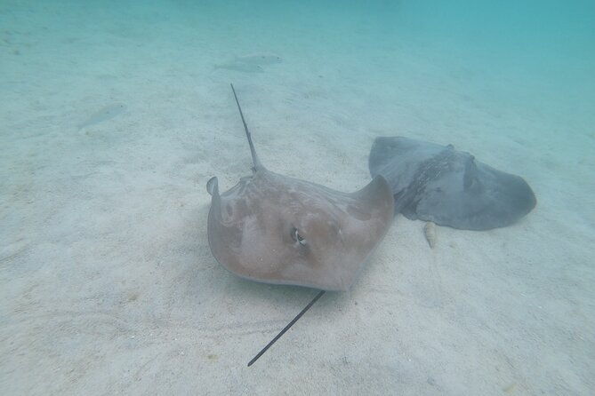 Snorkeling picnic in 5 hours with lunch in Tahiti - Frequently Asked Questions