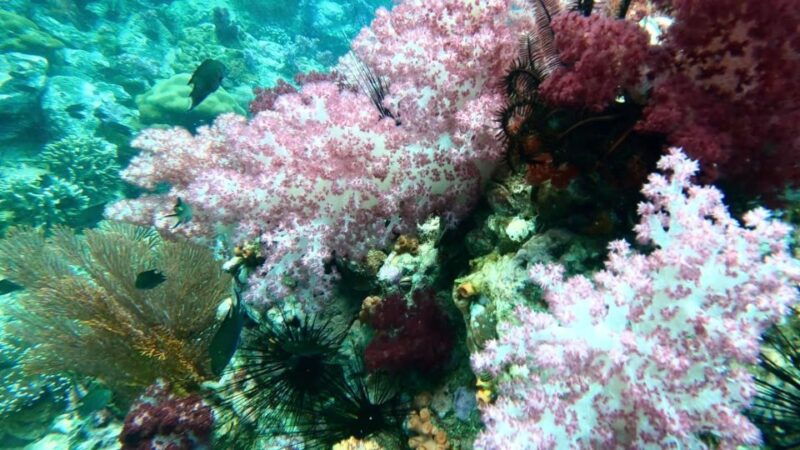 snorkeling-program-1-private-boat-lunch-included