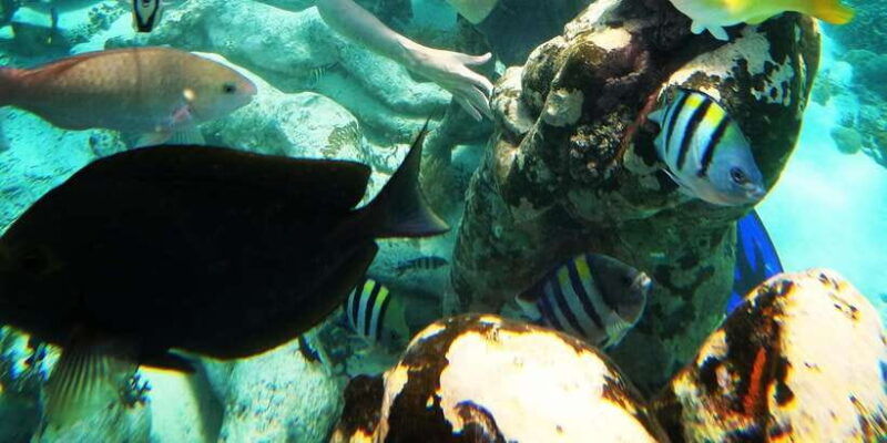 snorkelling-gili-trawangan-gili-air-gili-meno-from-lombok