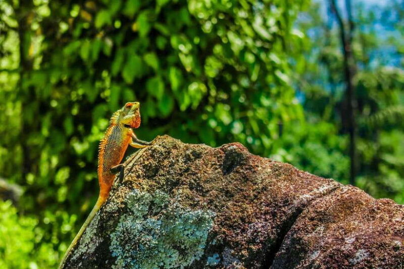 sri-lanka-12-day-private-round-tour-car-guide-hotel-food