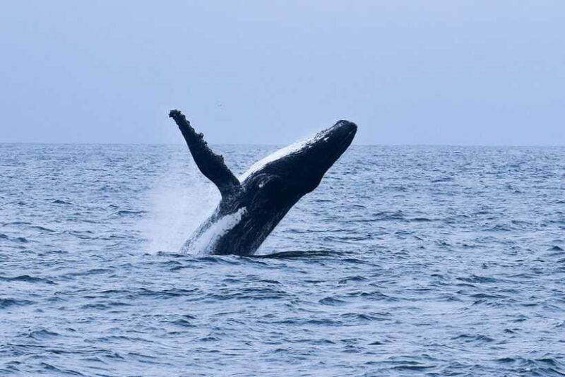 sri-lanka-3-day-2night-south-coast-tour-with-whale-watching