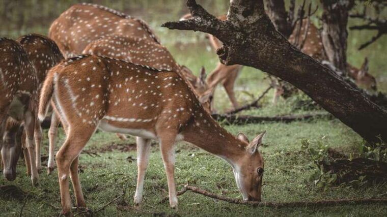sri-lanka-3-day-temple-wildlife-waterfalls-hill-country