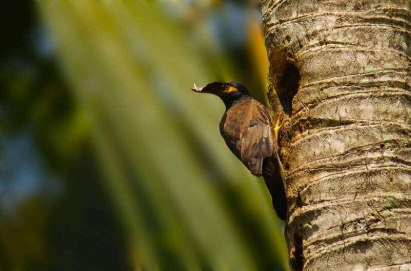 sri-lanka-4-day-tour-to-kitulgala-kandy-and-sigiriya