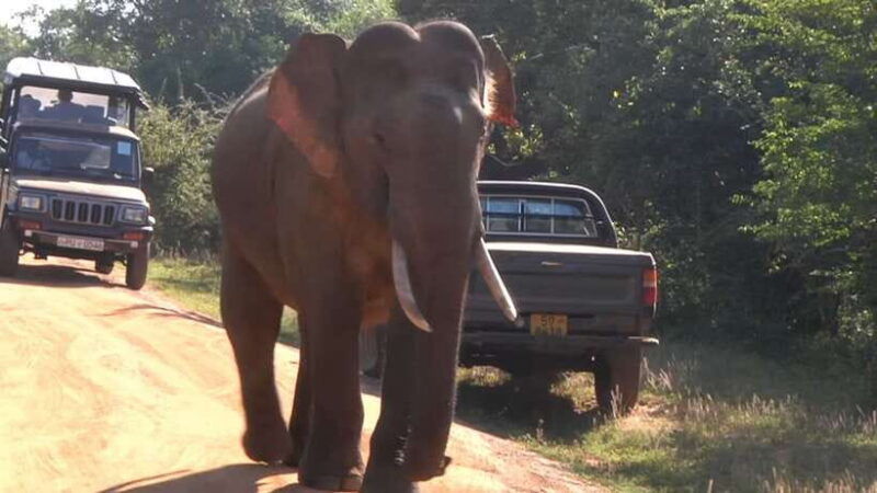 sri-lanka-5-day-private-guided-tour