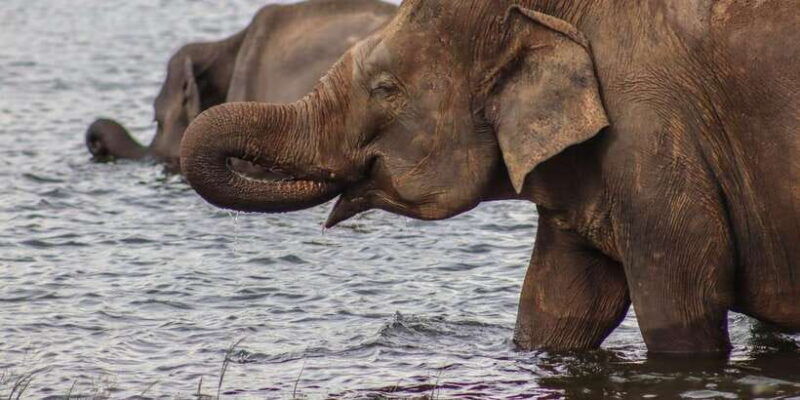 sri-lanka-elephant-safari-adventure-with-hotel-pickup