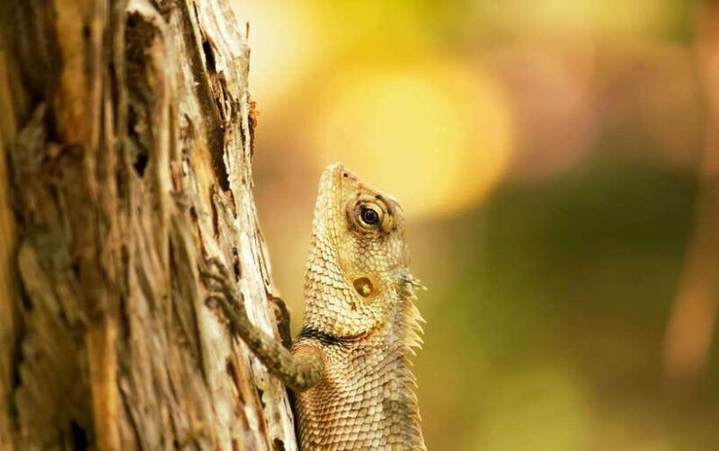 sri-lanka-sinharaja-rainforest-tour-from-colombo-bentota