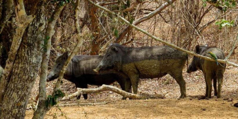 sri-lanka-yala-national-park-private-safari