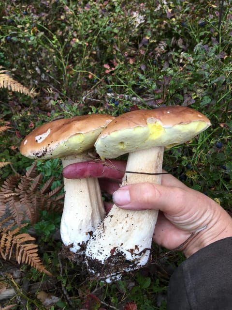 stockholm-mushroom-and-wild-plant-foraging-tour-with-expert
