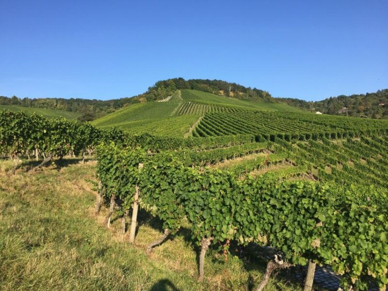 stuttgart-2-hour-vineyard-hike-with-tastings