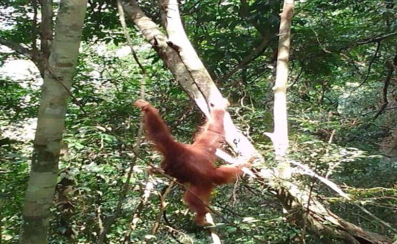 sumatra-3-day-unique-jungle-experience-exploring-wildlife