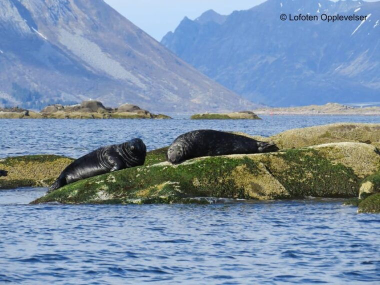 summer-snorkeling-with-grey-seals