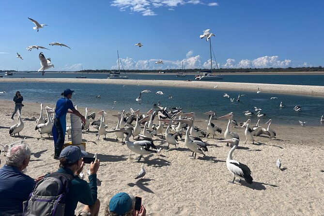 Surfers Paradise to Wavebreak Island Pelican Cruise + Picnic - FAQ