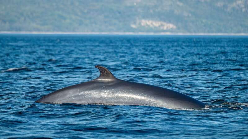 tadoussac-charlevoix-whale-watching-tour-bear-observation