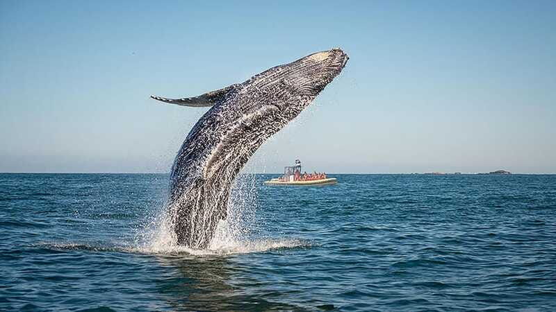 tadoussac-charlevoix-whale-watching-zodiac-tour