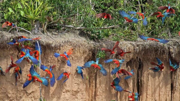 tambopata-macaw-clay-lick-4-days-3-nights-2