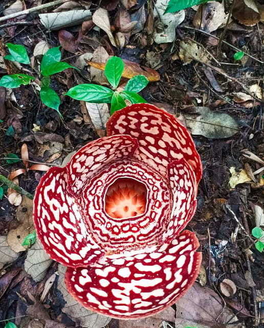 tambunan-rafflesia-flower-trekking-with-rustic-lunch
