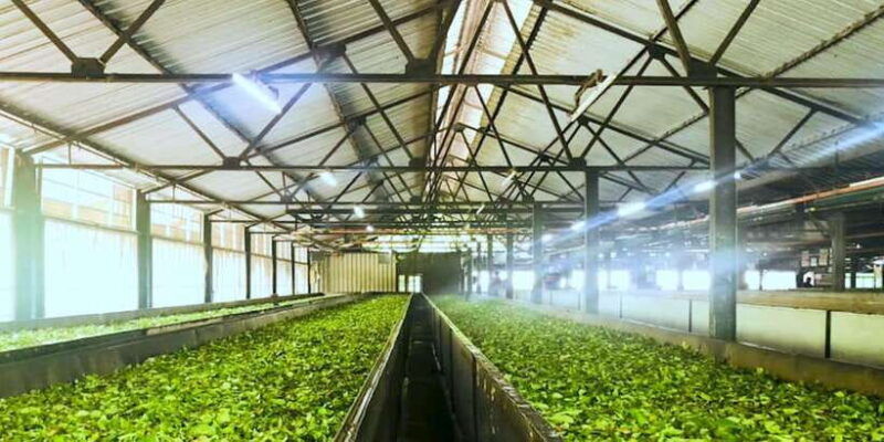 tea-plucking-tea-factory-tour-from-nuwara-eliya