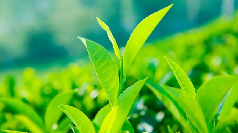 tea-trail-of-nuwara-eliya