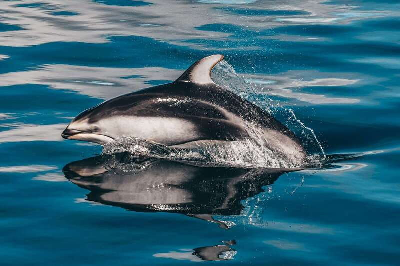 telegraph-cove-whale-watching-adventure-with-free-photos