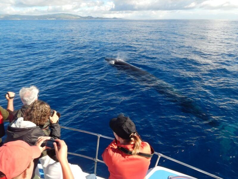 terceira-island-whale-and-dolphin-watching-boat-excursion
