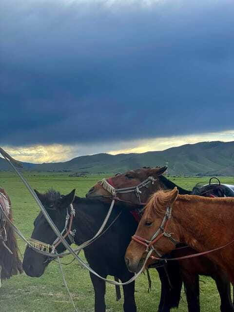 terelj-national-park-transport-best-price-tour