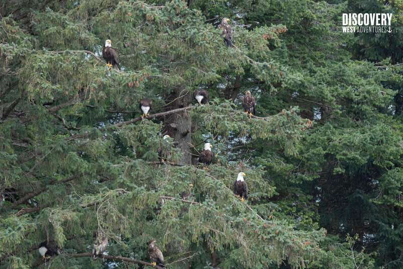 the-eagle-show-eagles-of-jimmy-judd