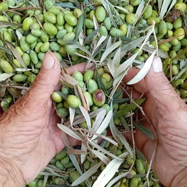 the-olive-oil-experience-lefkada-micro-farm-3