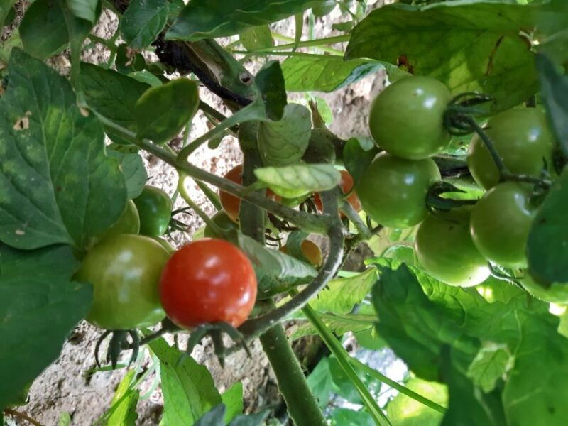 thessaloniki-private-greek-cooking-class-and-meal-at-a-farm