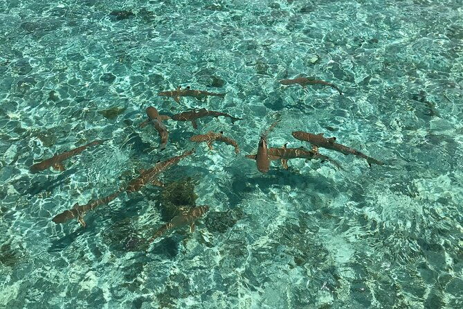 Toa Boat Bora Bora Private Lagoon tour with Lunch on Entertainer Bar Boat - FAQ