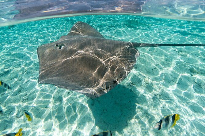 Toa Boat Bora Bora Private Lagoon tour with Lunch On Majestic Pontoon Boat - Authenticity and Personal Touches from Guides