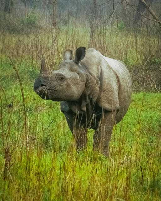 tower-night-stay-excursing-through-chitwan-national-park