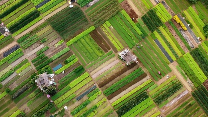 tra-que-village-vegetable-farm-experience-by-bike