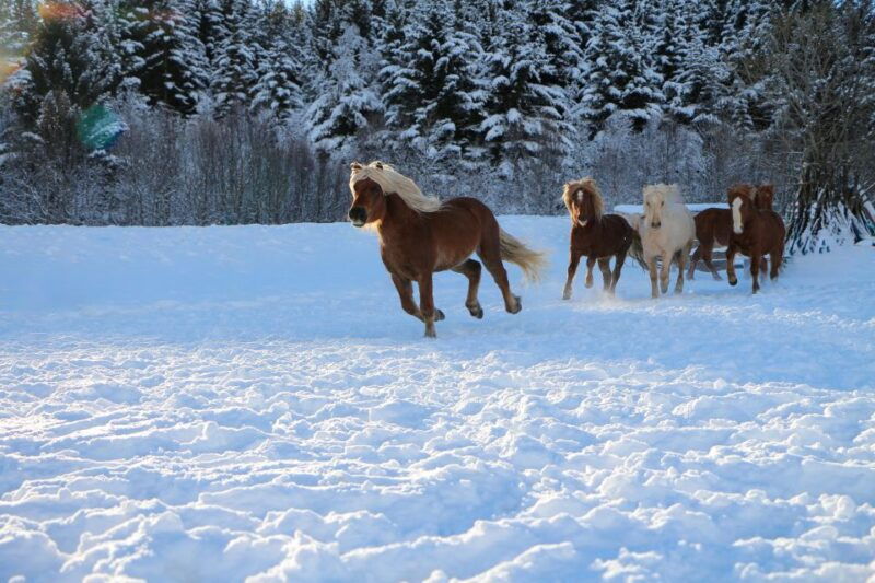tromso-lyngen-horse-stud-farm-visit