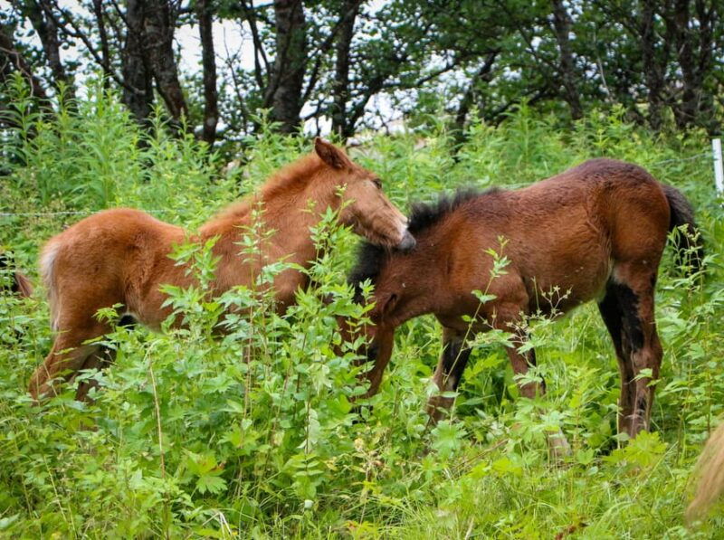 tromso-lyngen-horse-summer-evening-riding-experience