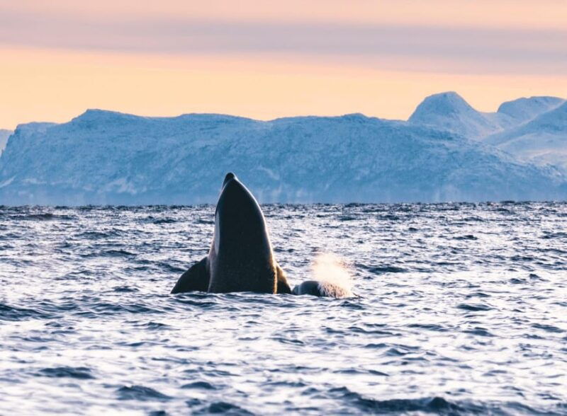 tromso-whale-safari-with-ms-keiser-wilhelm