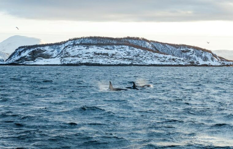 tromso-whale-watching-tour-by-hybrid-electric-catamaran